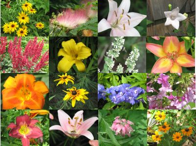 flowers-2-photos