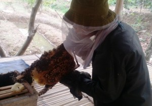 Panen Madu di Pesantren Darunnajah Cipining