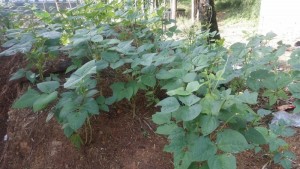 Kacang Tunggak Si Mungil Dari Pesantren Darunnajah Cipining