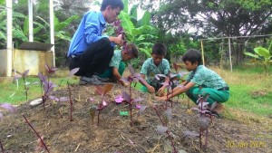 Penanaman Tanaman