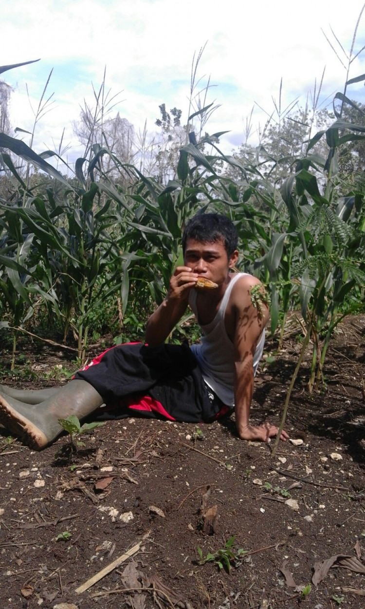 Asyiknya Panen Jagung di Pesantren Darunnajah Cipining