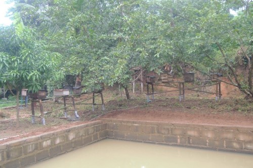 Titik Lokasi Usaha Ternak Lebah Madu di samping Kediaman Ust. Trimo S.Ag