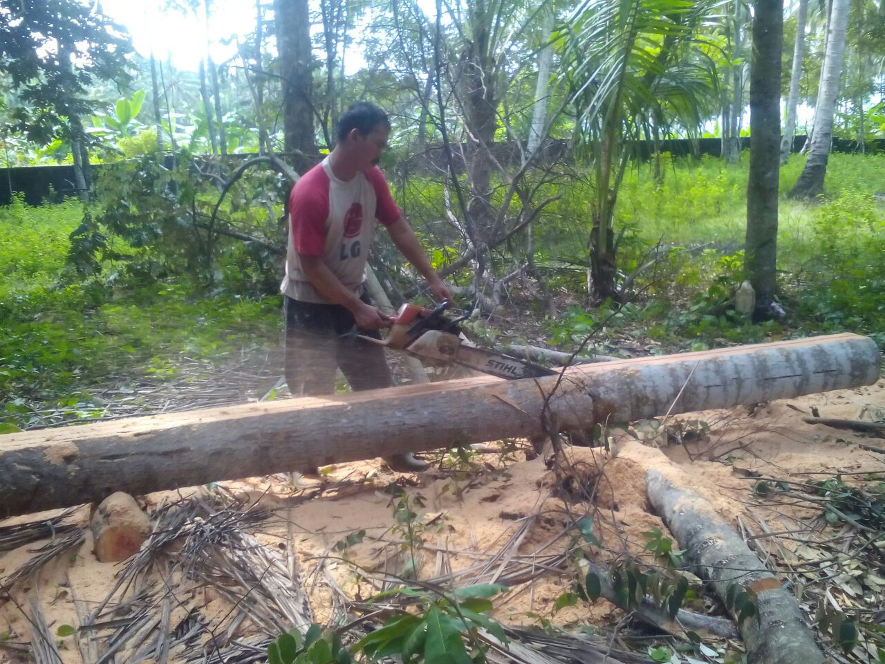 Pemotongan Pohon Kelapa di Tanah Wakaf An-Nahl