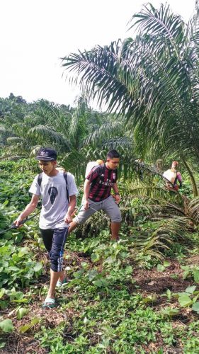 Kegiatan Hari Ketiga Praktik Pengabdian Masyarakat Di Kecamatan Teramang Jaya Mukomuko Bengkulu