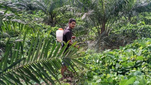 Kegiatan Hari Ketiga Praktik Pengabdian Masyarakat Di Kecamatan Teramang Jaya Mukomuko Bengkulu