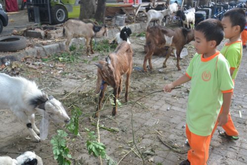 murid tk islam darunnajah berqurban