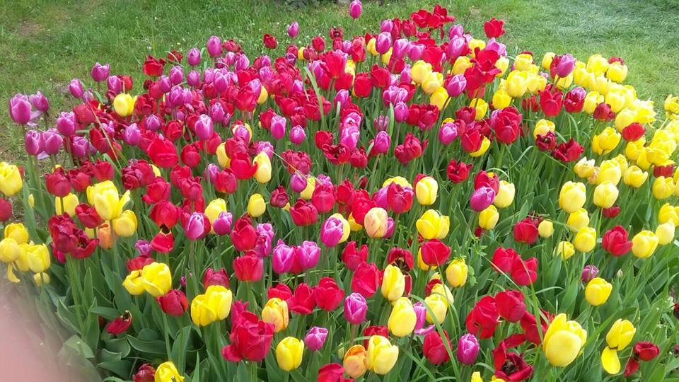 Bunga Tulip Di Turki