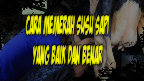 cara memerah susu sapi yang baik dan benar