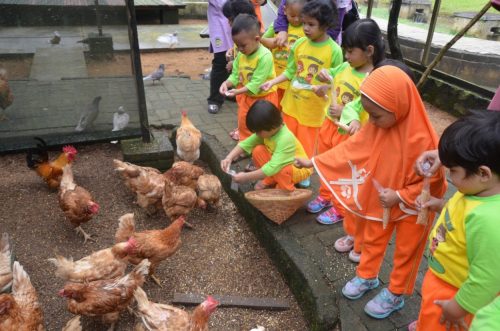 Masuk ke kandang ayam dan burung merpati kasih makan biji jagung