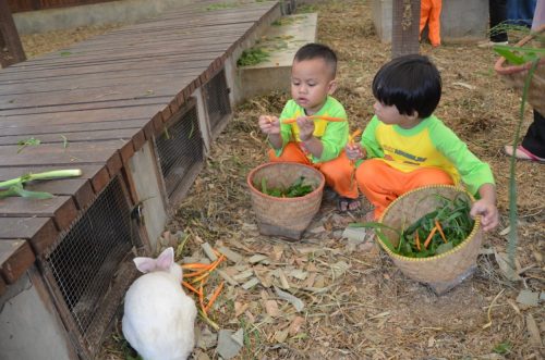 PG TK Islam Darunnajah : Menyanyangi dan mengenal kelinci ciptaan Allah SWT