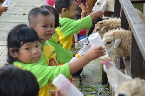 Setelah kambing di beri makan rumput minum susu