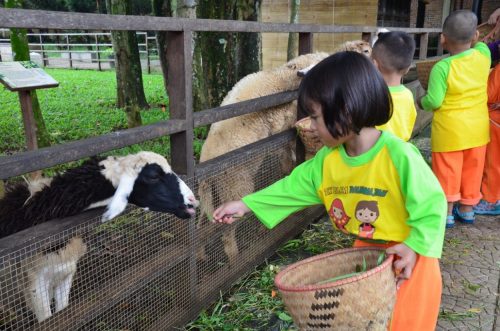 Beri makan rumput buat kambing