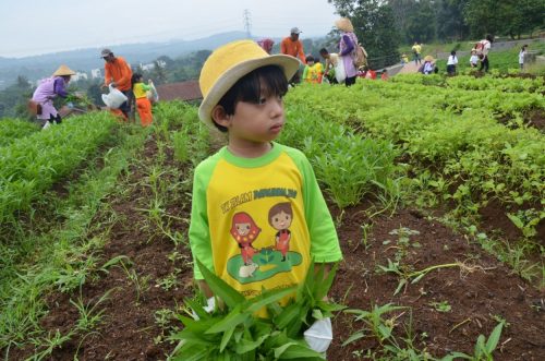 Panen sayur bayam, kangkung dan selada bersama teman-teman PG TK Islam Darunnajah