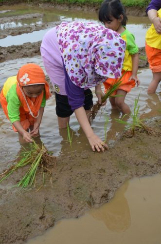 Setelah panen sayur mayur, kita menanam padi di sawah