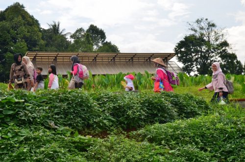 Alhamdulillah, sekarang sudah waktunya kembali ke bis menuju rumah masing-masing. Sudah bawa oleh-oleh sayur hasil panen, ikan mas yang dikasih oksigen dan tentunya pengalaman yang seru bersama teman-teman PG TK Islam Darunnajah