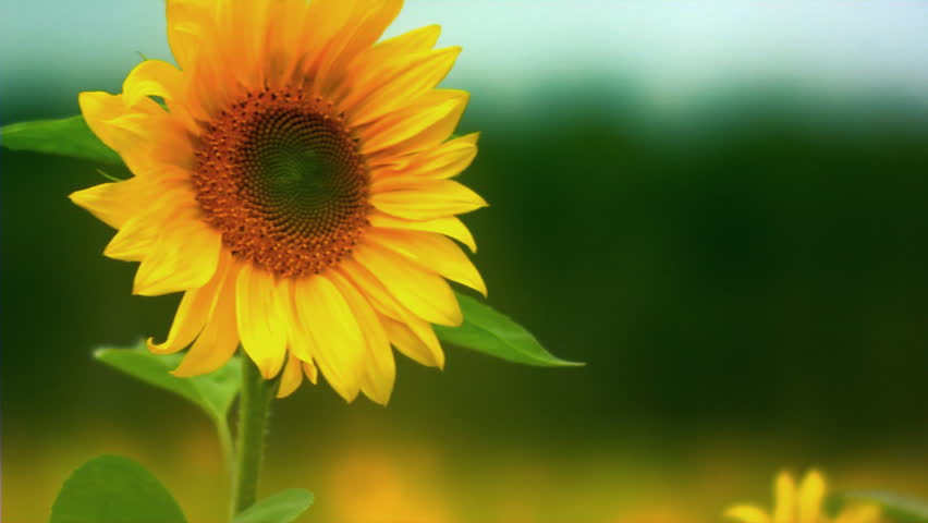 Yuk Kita Baca Apa Saja Manfaat Bunga Matahari Selain Kuaci