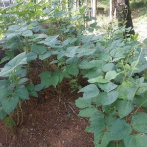 Kacang Tunggak Si Mungil Dari Pesantren Darunnajah Cipining