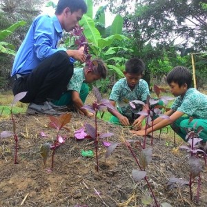 Penanaman Tanaman