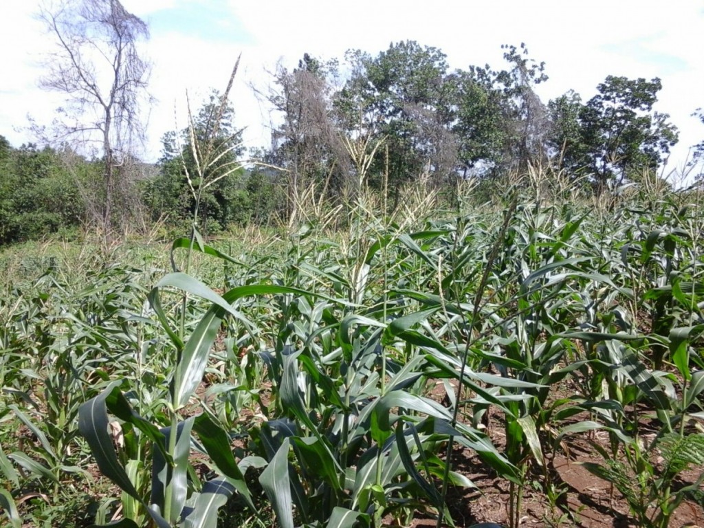 Hamparan Tanaman Jagung Pesantren Darunnajah Cipining