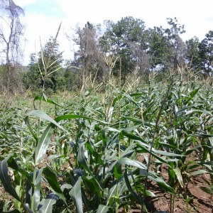 Hamparan Tanaman Jagung Pesantren Darunnajah Cipining