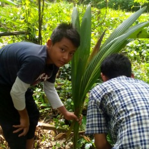 Santri Pondok Pesantren An-nahl Darunnajah 5 Cikesusik Pandeglang Banten Bercocok Tanam dengan Bbit Pohon Kelapa