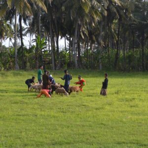 santri mengembala kambing kurban di pondok pesantren an-nahl darunnajah 5