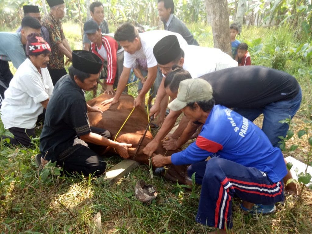 Pemotongan Hewan Qurban Di PonPes Tsurayya Darunnajah 4 (4)