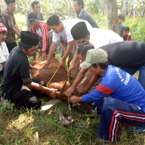 Pemotongan Hewan Qurban Di PonPes Tsurayya Darunnajah 4 (4)