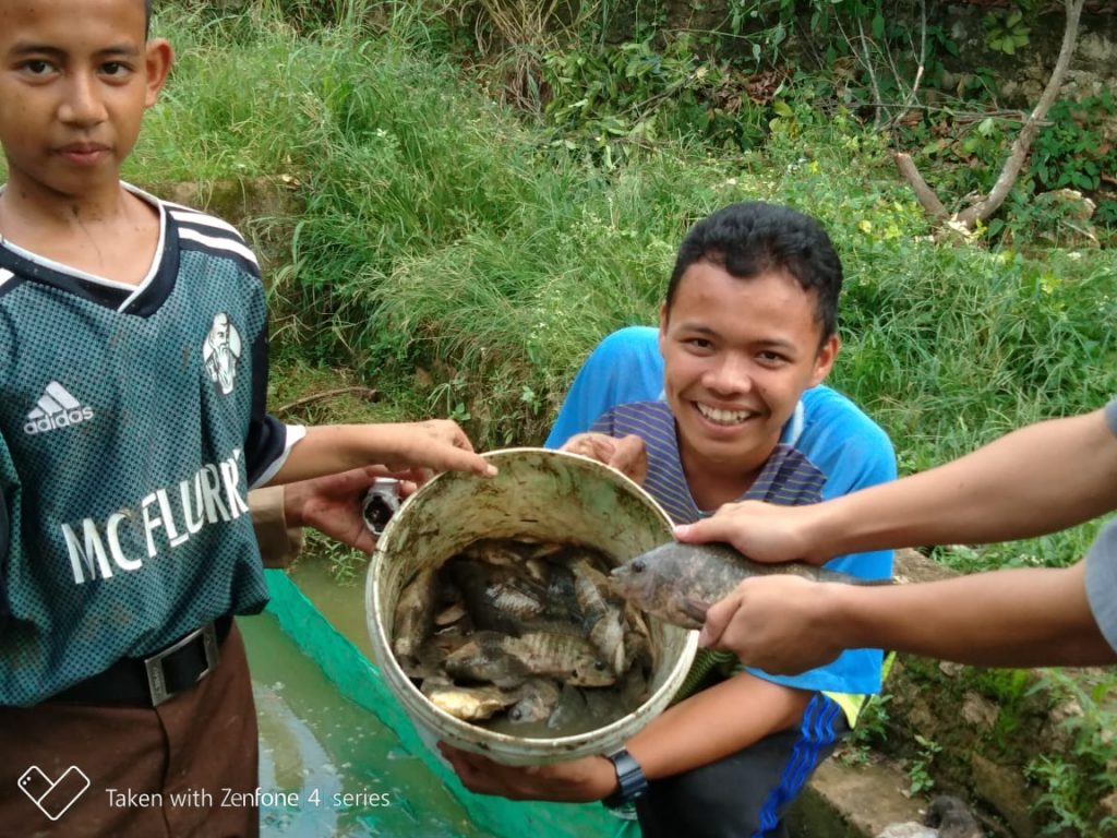 Panen Ikan Nila