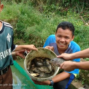 Panen Ikan Nila